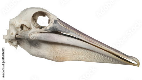 Detailed Pelican Skull Isolated on White Background
