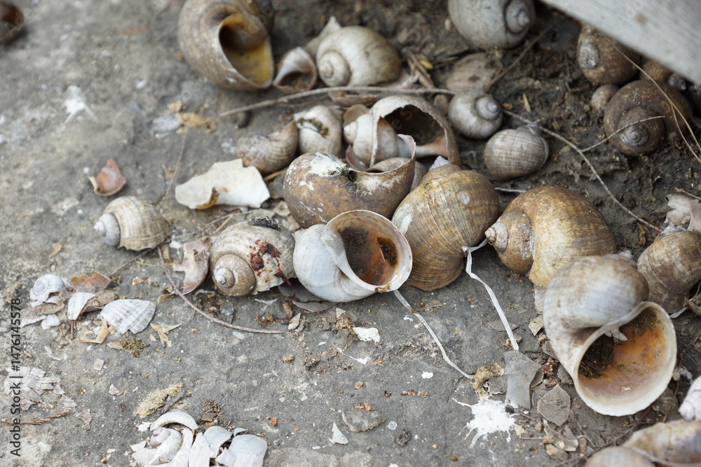 A collection of empty snail shells scattered on a rough concrete surface, The scene conveys a sense of abandonment and decay, highlighting the natural textures and earthy tones. A collection of empty snail shells scattered on a rough concrete surface, The scene conveys a sense of abandonment and decay, highlighting the natural textures and earthy tones.