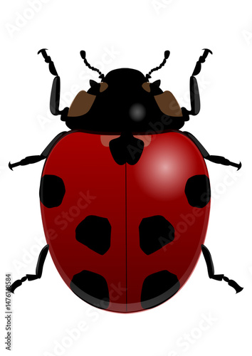 This is an illustration of a ladybug