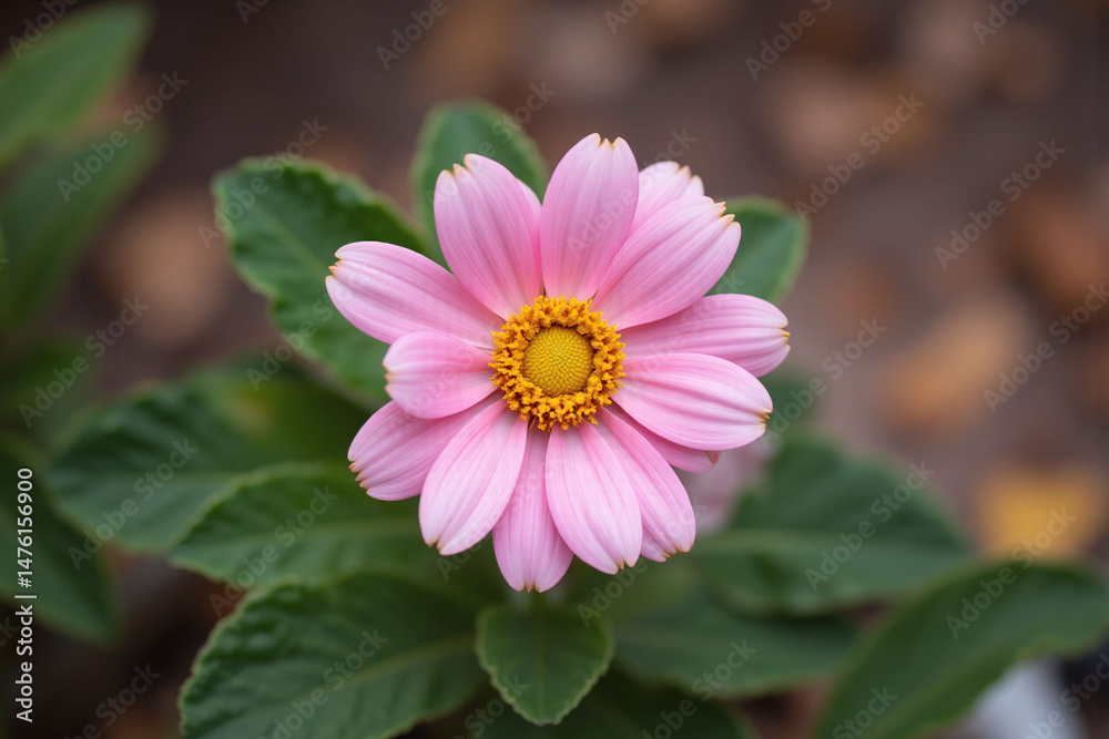 Obraz premium small pink flower in the middle of a green field