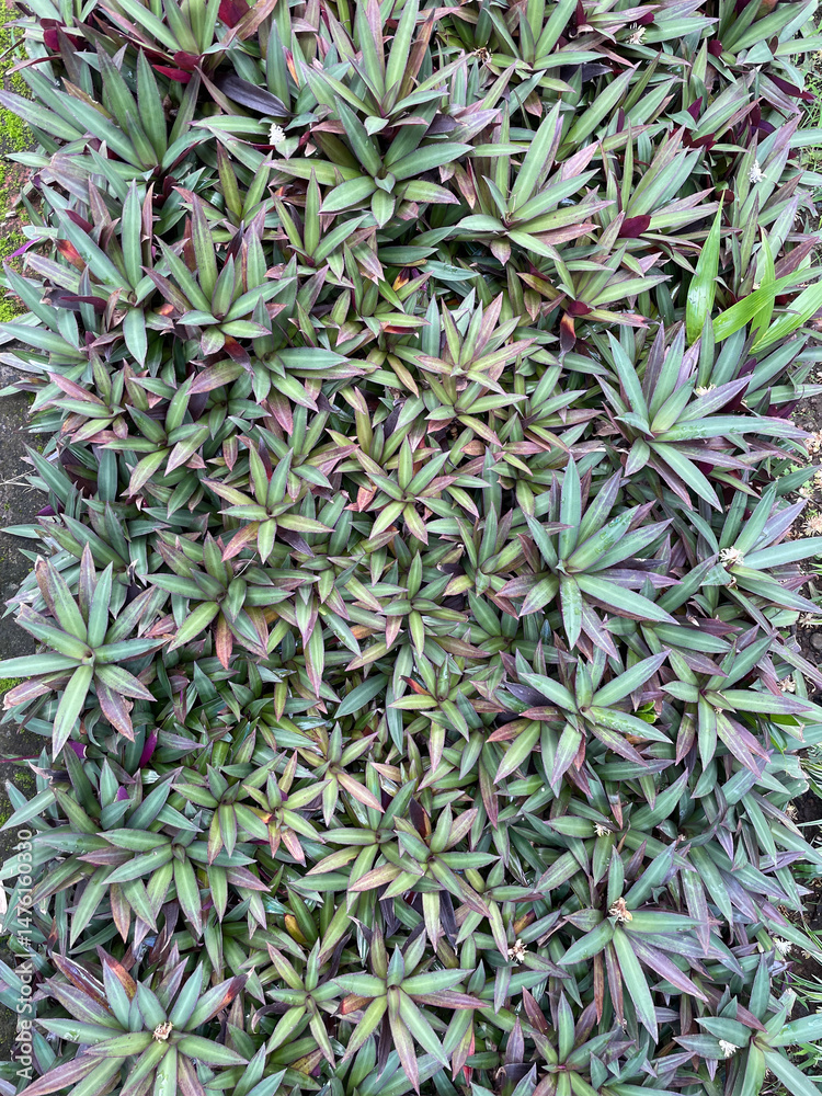 Tropical Greenery Background of Dense Rhoeo Plants in Natural Pattern Tropical Greenery Background of Dense Rhoeo Plants in Natural Pattern