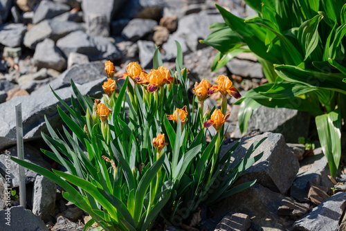 Vibrant Orange and Purple Flowers Blooming Among Stones in a Garden Setting
