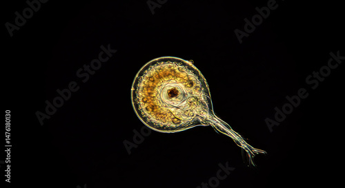 Microscopic beauty revealed intricate details of a rotifer a wonder of nature's artistry