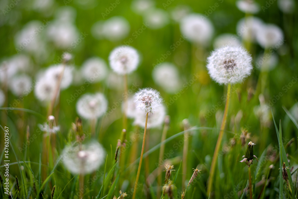 White fluffy dandelions on the meadow