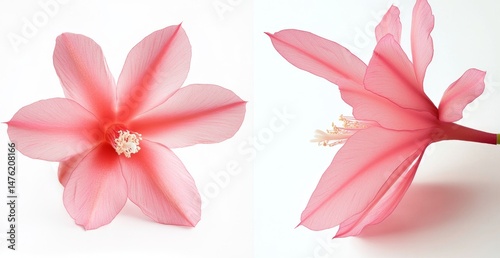 Delicate Pink Cactus Flower