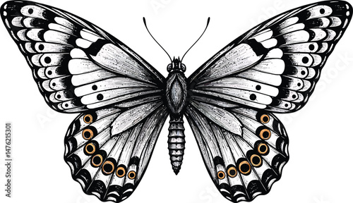 Monochrome Butterfly Illustration, Symmetrical Wings