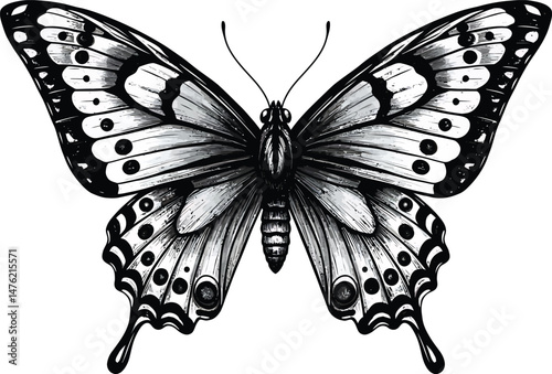 Monochrome Butterfly Illustration, Symmetrical Wings