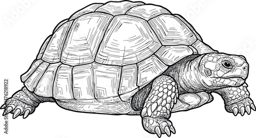 Abstract Tortoise Shell Line Art