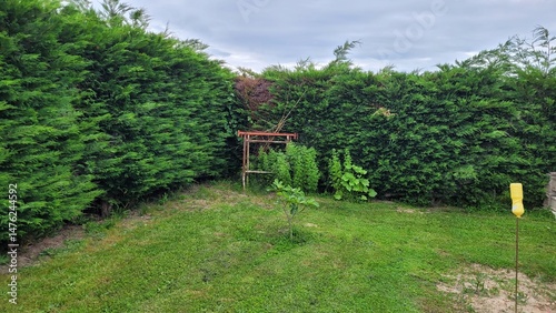 Figuier avec étaux de maçons dans jardin et harbustes et haies