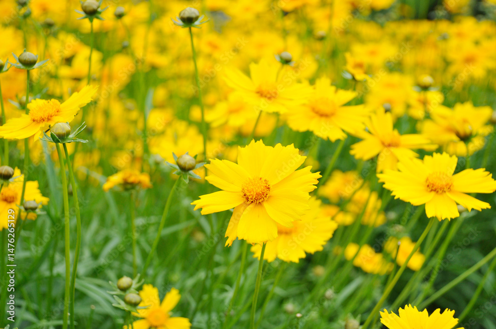 Obraz premium 黄色の秋桜