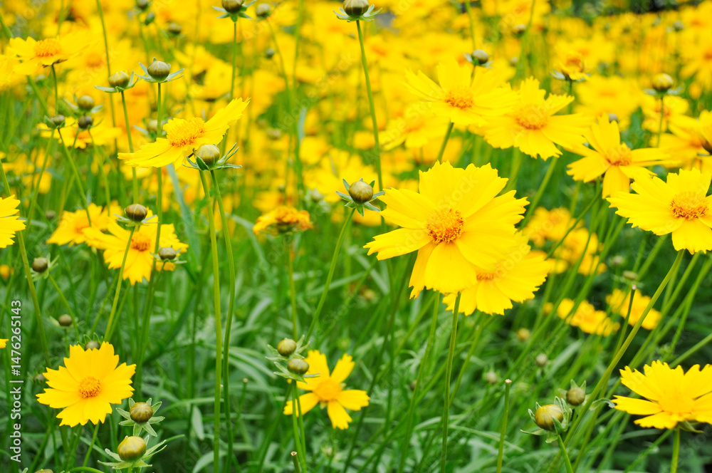 Fototapeta premium 秋桜の花