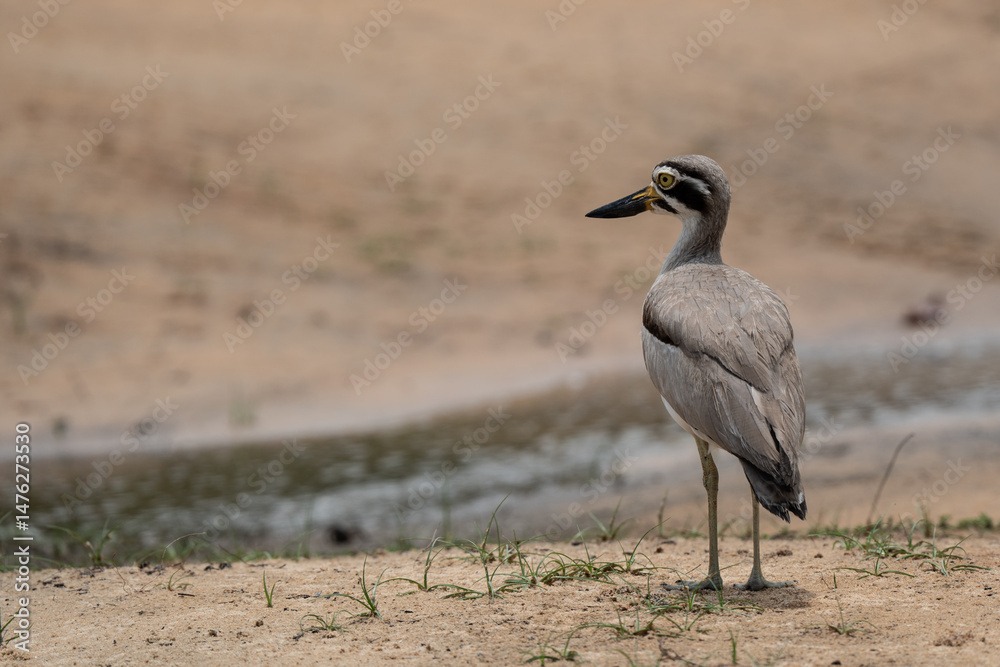 Obraz premium A closeup of a Great thick-knee perched on the grass