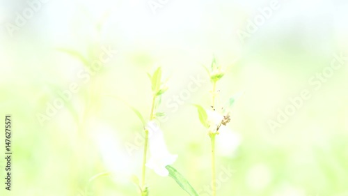 nature green background