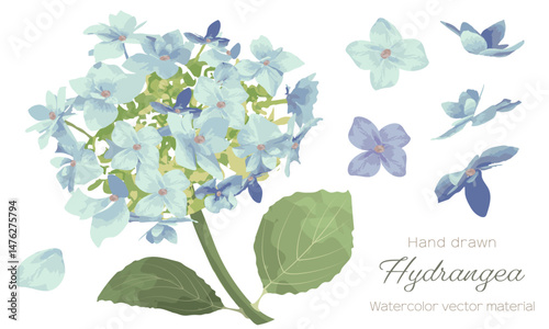 水彩で描いた紫陽花の花のイラスト素材