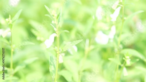 nature green background
