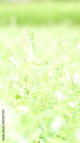 nature green background