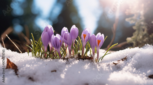 Photo of crocus bulbs emerging from winter soil, covered with a light layer of snow.

