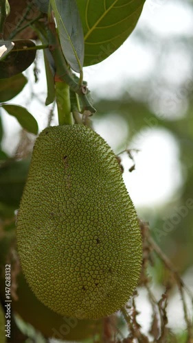 jackfruit