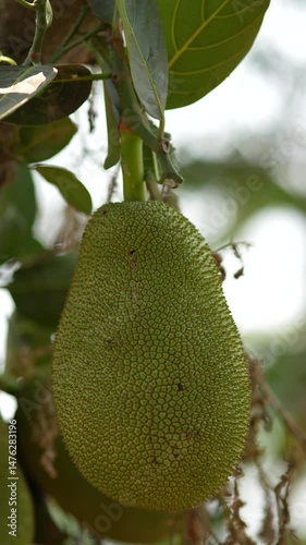 jackfruit