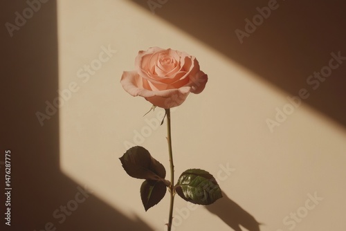 Single Pink Rose Still Life with Shadow Play on Beige Background Close Up Studio Shot Minimalism