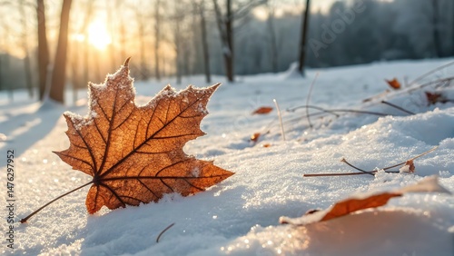 Frosty Maple Leaf on a Sunny Winter Day, a Beautiful Seasonal Image