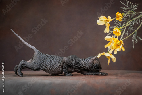 Canadian Sphynx kitten on a brown background with yellow flowers. Kitten looking into flowers