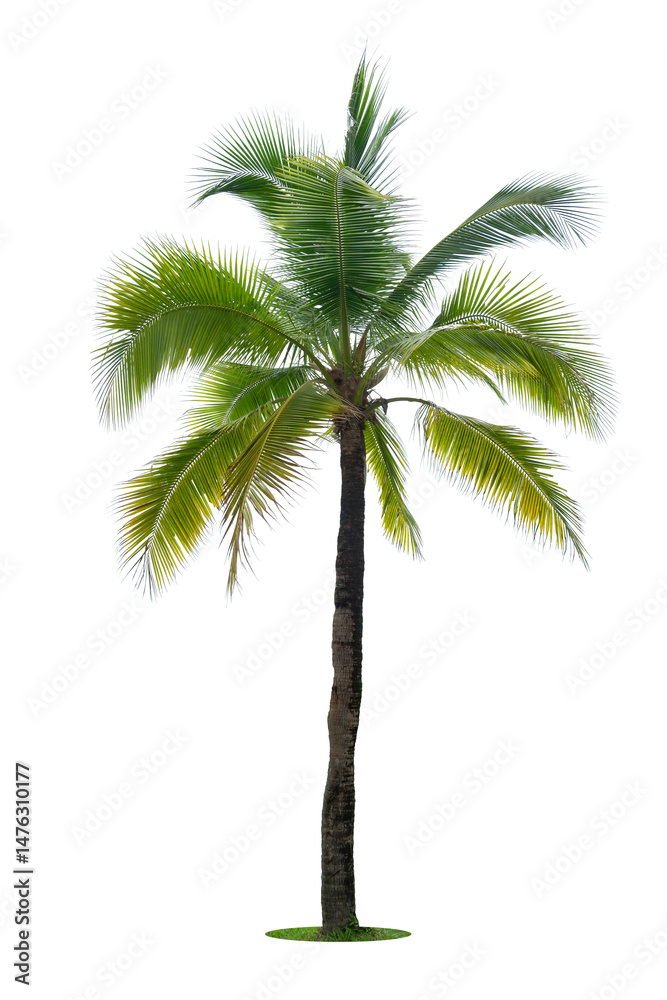 Obraz premium Coconut palm tree isolated on white background.