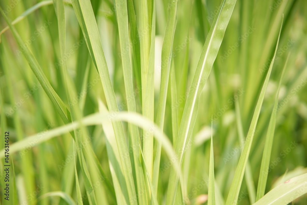 Naklejka premium green grass background