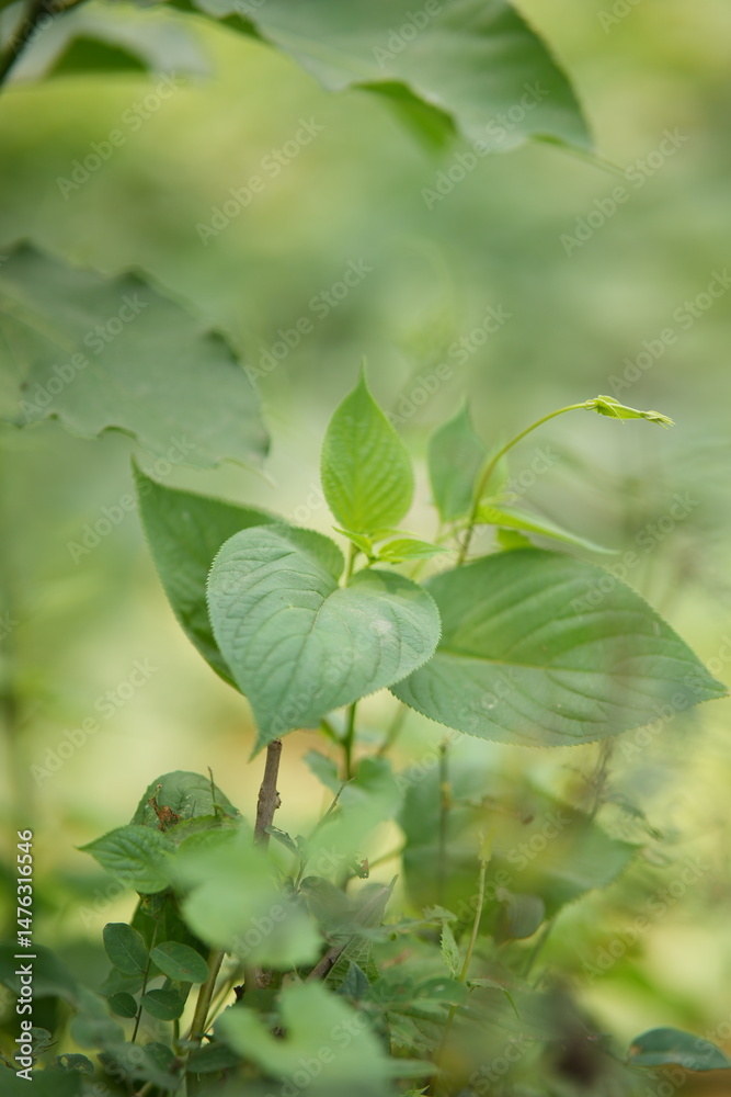 Obraz premium close up of a green leaf