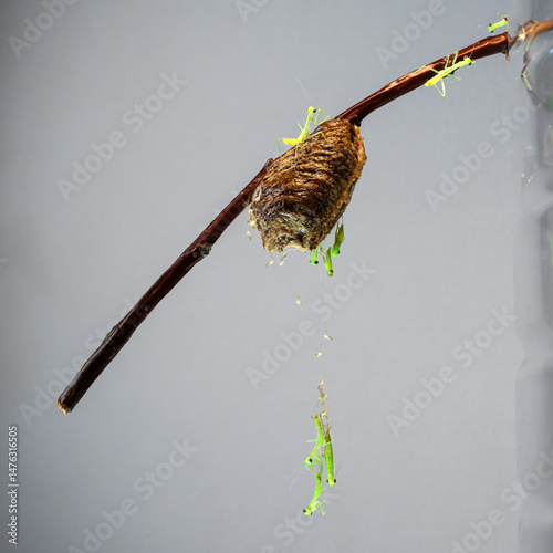 A square photograph of the ootheca an egg capsule of a tree mantis (Hierodula tenuidenta) attached to a tree branch, at the moment when small green newborn nymphs come out of it, hanging from threads.