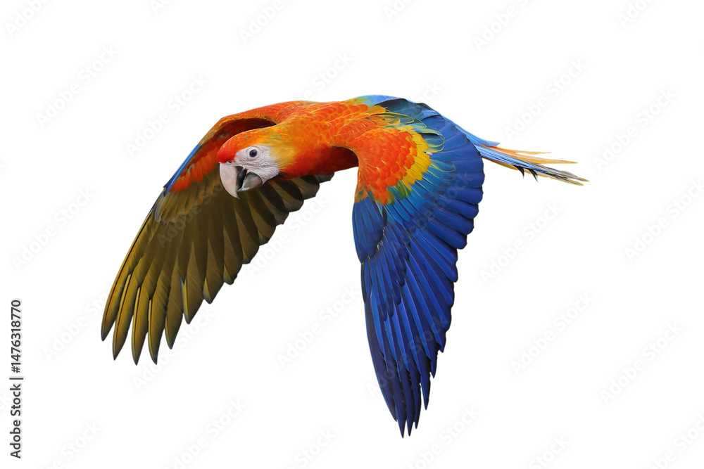 Obraz premium Colorful flying Camelot Macaw parrot isolated on transparent background png file
