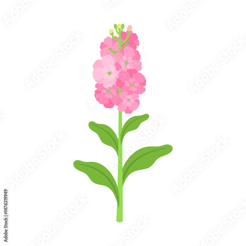 ストック（アラセイトウ）。フラットなベクターイラスト。
Garden stock. Flat vector illustration.