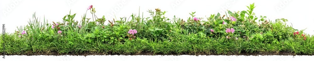 Lush Meadow Border with Wildflowers Lush Meadow Border with Wildflowers