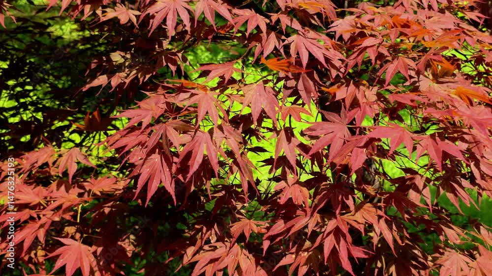 한국,붉은단풍나무,단풍나뭇잎,나뭇잎,식물,Korea, red maple, maple leaf, leaf, plant