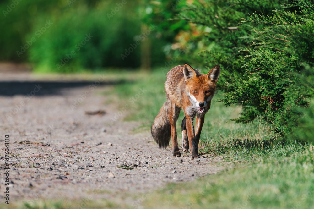 Naklejka premium Fuchswelpen