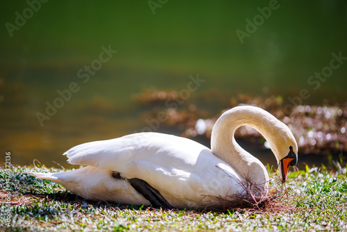 white swan resting on the grassy bank of a pond in bright sunlight, with its neck elegantly raised and feathers glowing softly, surrounded by calm water and nature

