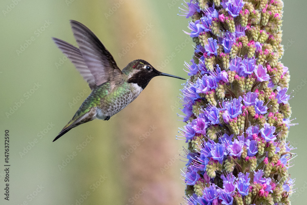 Fototapeta premium An Anna's hummingbird (Calypte anna) hovers in mid-air next to a blooming tower of Pride of Madeira flowers (Echium candicans) 