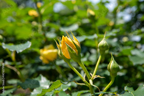 薔薇公園の薔薇　Golld  Bunny
