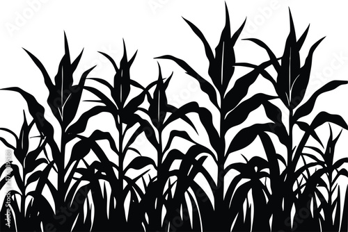 Hand-Drawn Corn Field Vector – Organic Farming and Countryside Illustration