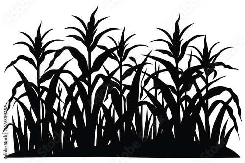 Vector Illustration of a Corn Plant – Detailed Agricultural Drawing