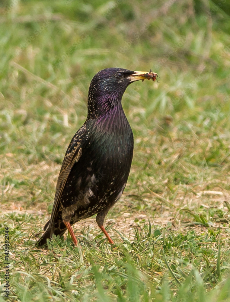 Fototapeta premium A medium-sized European Starling standing on green grass. The bird has glossy black plumage with a purple and green tint, especially noticeable on the head and chest. 