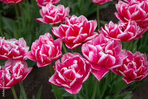 pink tulips in the garden