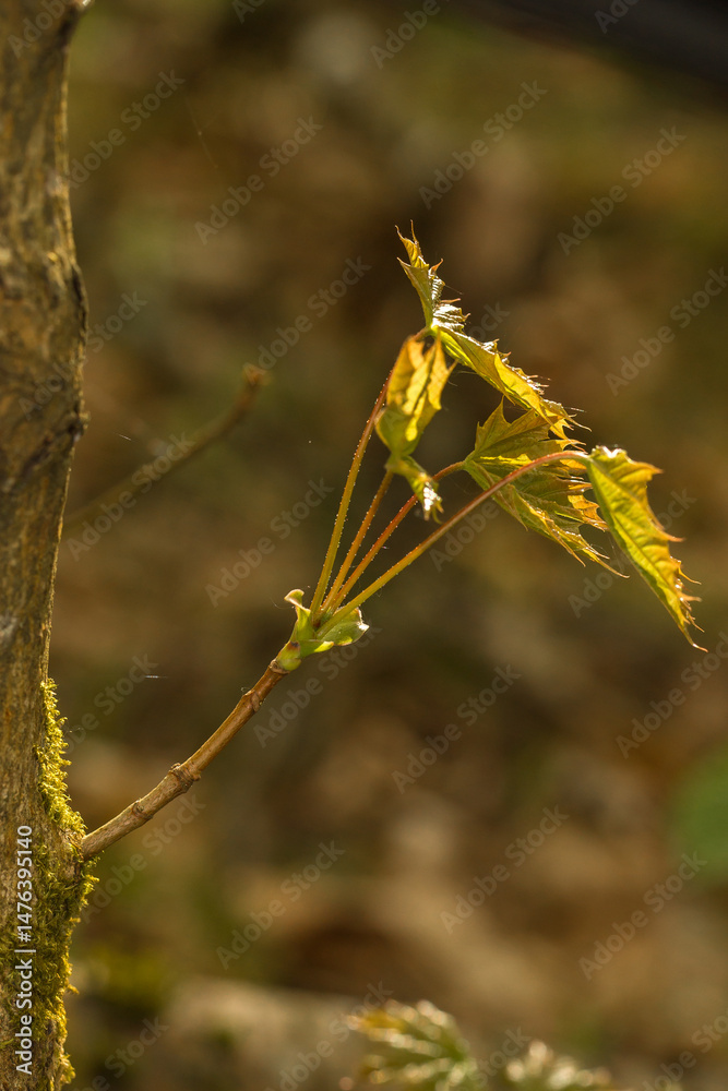 Fototapeta premium A young maple branch growing from a thicker, moss-covered trunk. Several small, newly opened maple leaves are visible on the thin brown branch. 