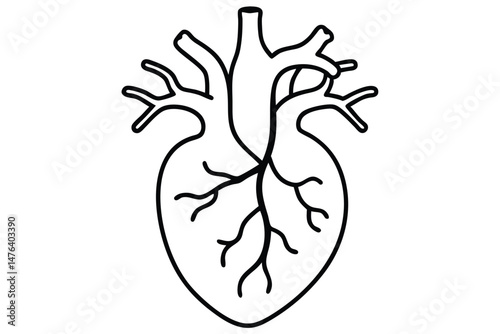 Human Circulatory System Illustration in Vector Line Art
