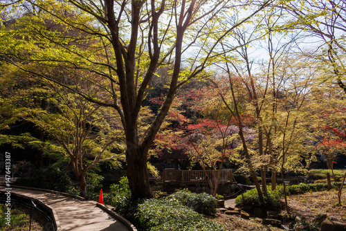 都会に残された貴重なシラカシの自然林。 ケヤキの大木等もある。 英名学名：Japanese white oak (Chinese evergreen oak, Quercus myrsinifolia) Japanese Zelkova, Zelkova serrata 東高根森林公園中原区川崎市神奈川県-2025  photo
