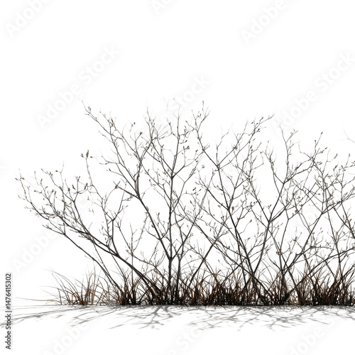 Bare Winter Shrub with Dried Grass - Isolated on White Transparent background