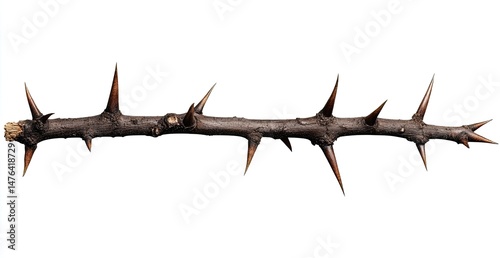 A long, thin, brown branch with numerous sharp thorns.  The branch is  straight and extends horizontally across the image.  It is isolated against a plain white background