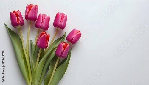 Isolated Tulip Blooms on White with empty space for copy writing