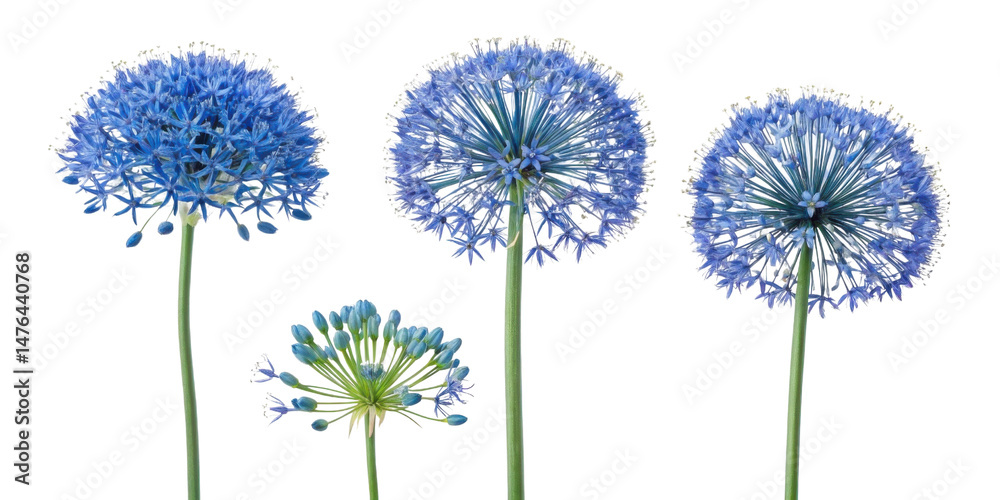 Obraz premium Allium flowers bloom in stunning blue hues showcasing their unique spherical shapes and delicate petals, creating captivating floral display