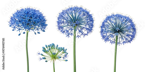 Allium flowers bloom in stunning blue hues showcasing their unique spherical shapes and delicate petals, creating captivating floral display